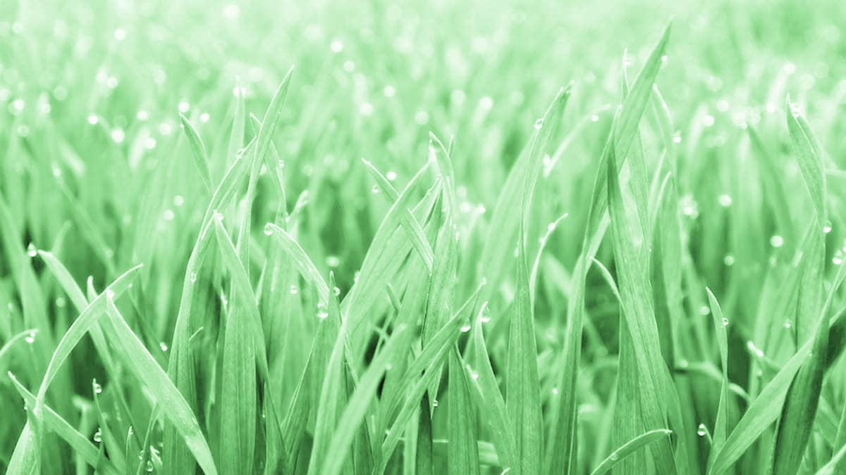 Grass Image