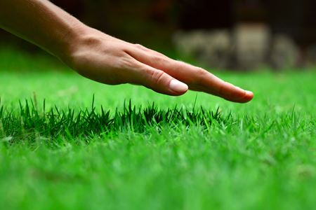 Green Carpet: The Importance of Mowing, Lawn Aeration, and Sod Installation