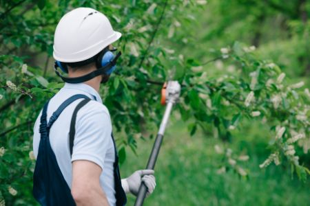 Fruit Tree Pruning Thumbnail